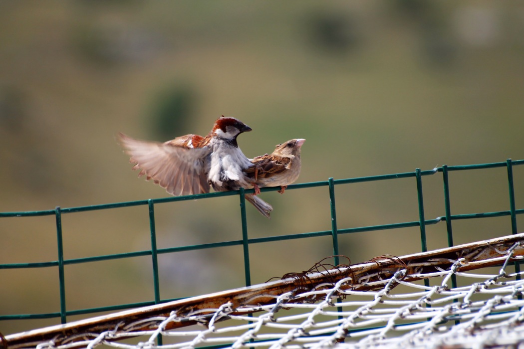 House Sparrow