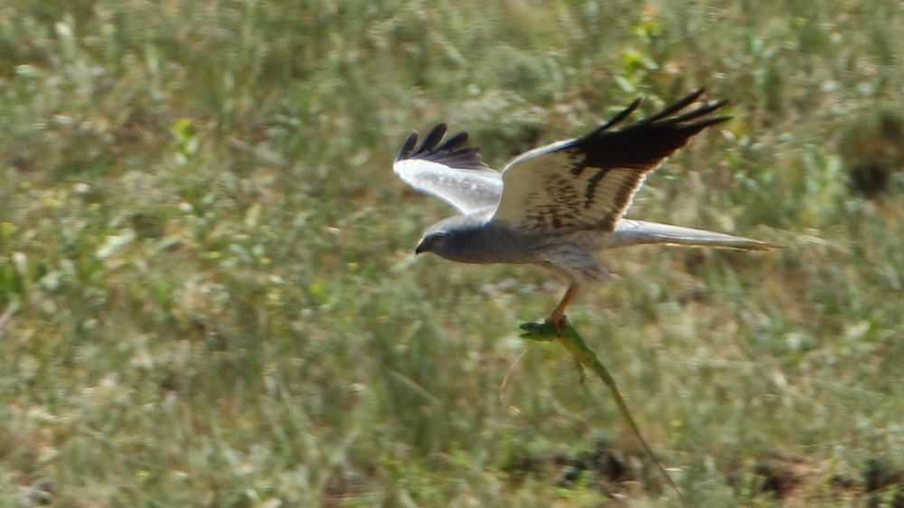 Montagu`s Harrier