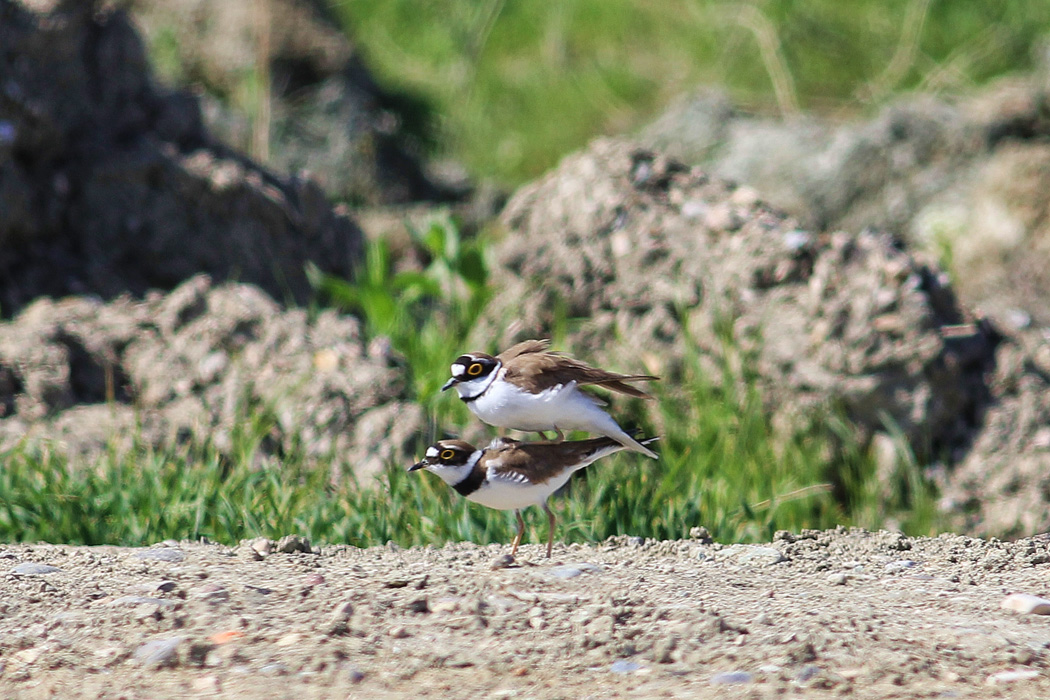 Little Ringed Plover