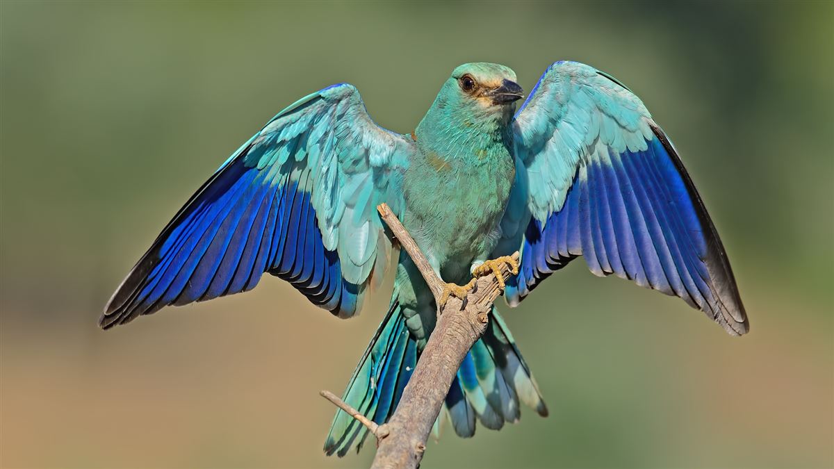 European Roller