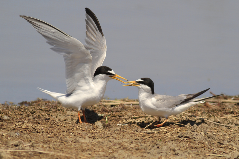Little Tern