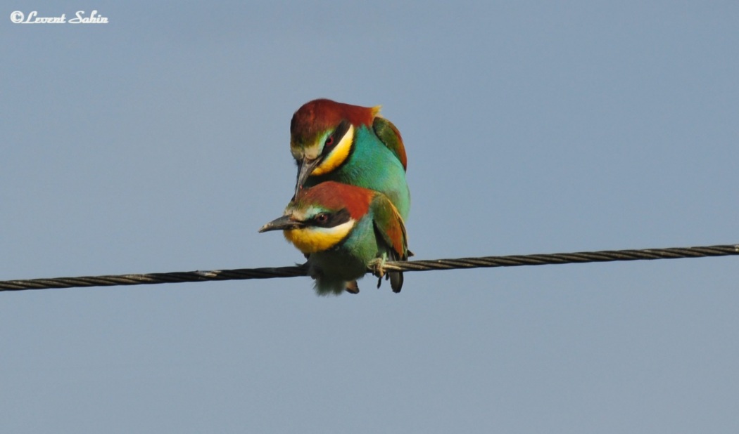 European Bee-eater