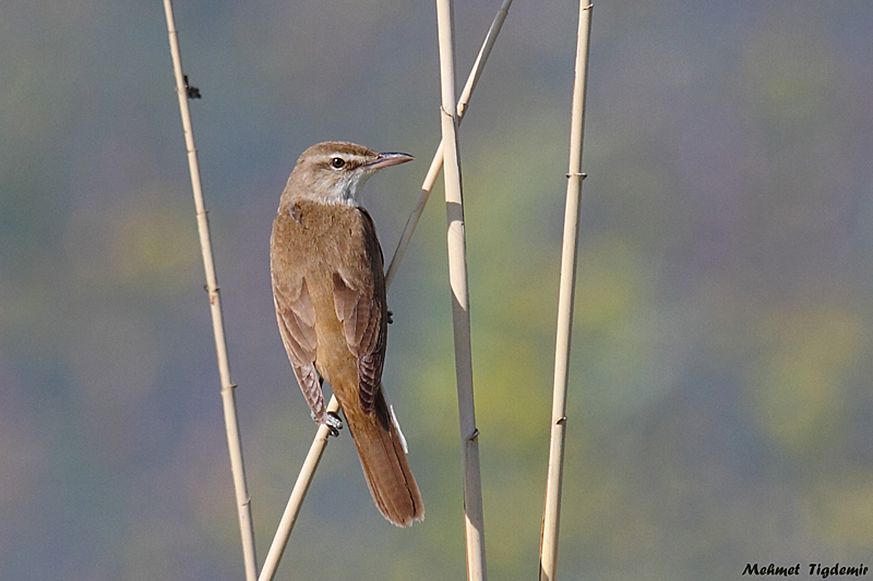 Great Reed Warbler