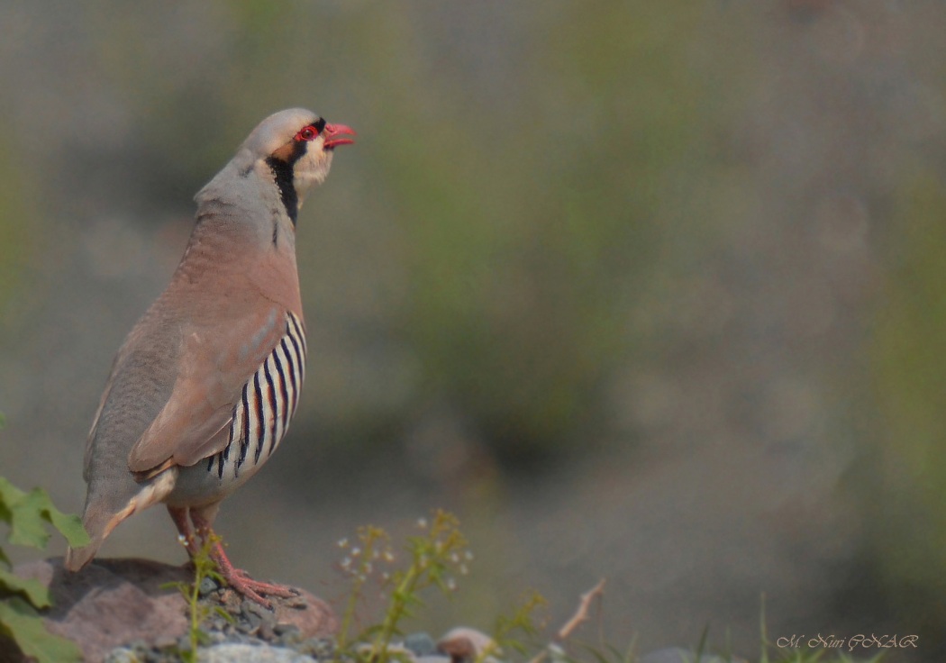 Chukar Partridge