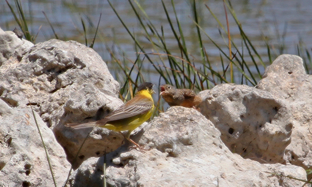 Black-headed Bunting