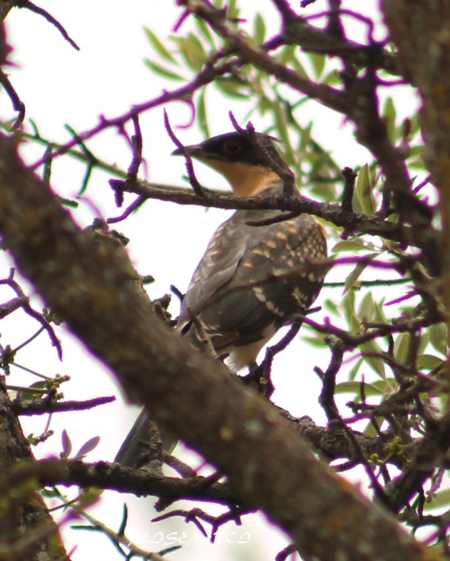 Great Spotted Cuckoo