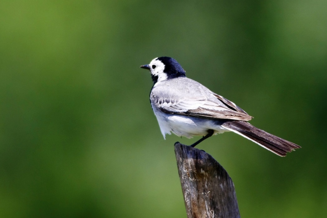 White Wagtail