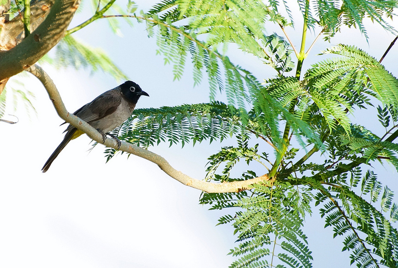 White-spectacled Bulbul