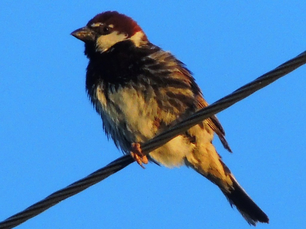 Spanish Sparrow