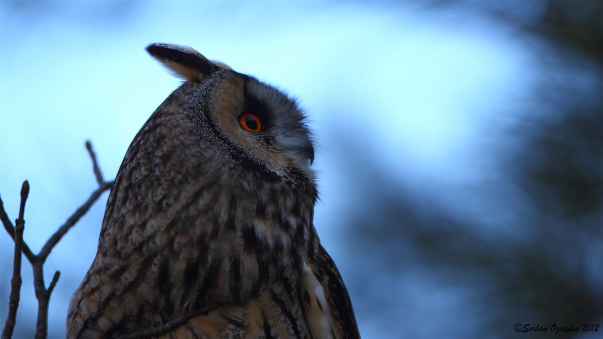 Long-eared Owl