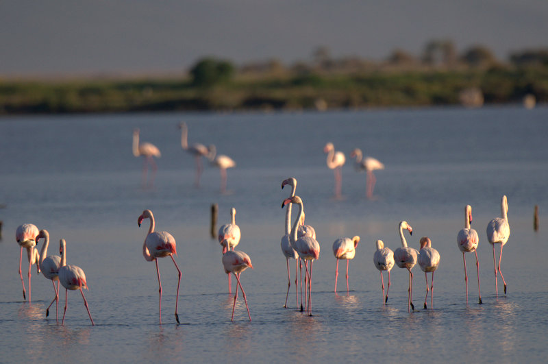 Greater Flamingo