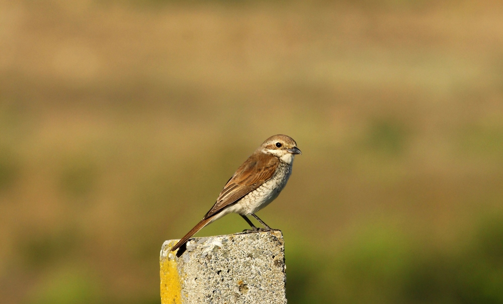 Red-backed Shrike