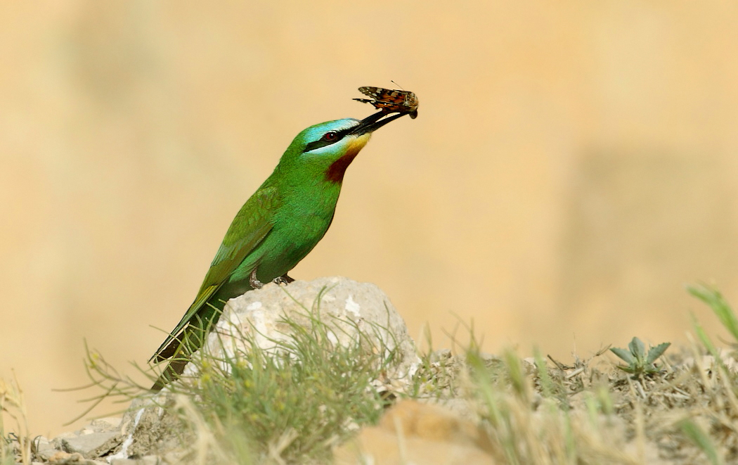 Blue-cheeked Bee-eater