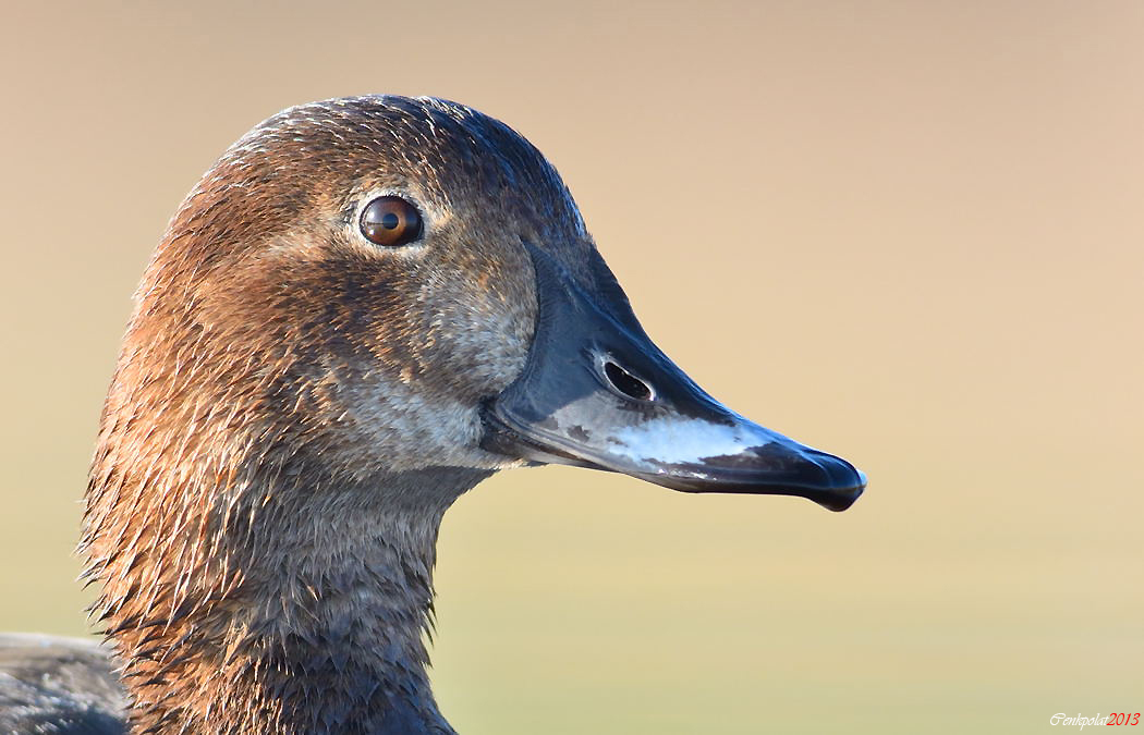 Common Pochard