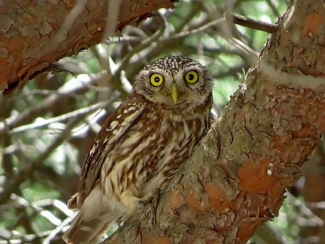 Little Owl