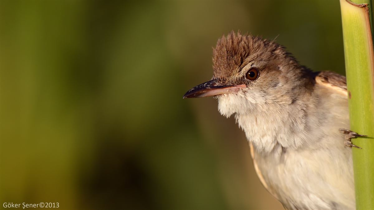 Great Reed Warbler