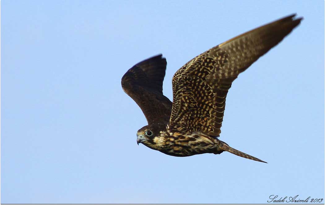 Eleonora`s Falcon
