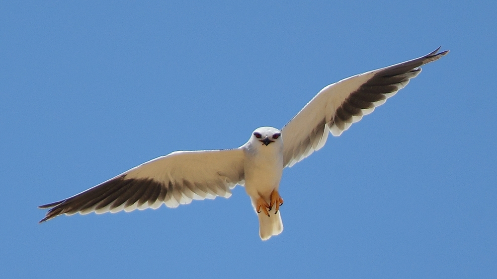 Black-winged Kite