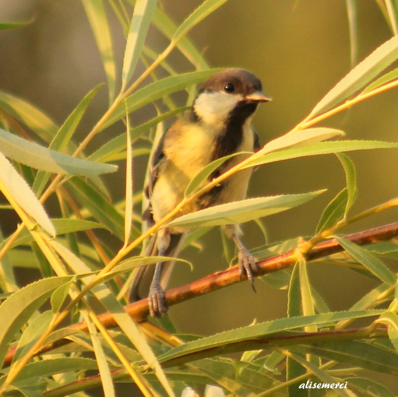 Great Tit