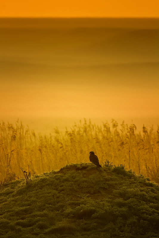 Western Marsh Harrier