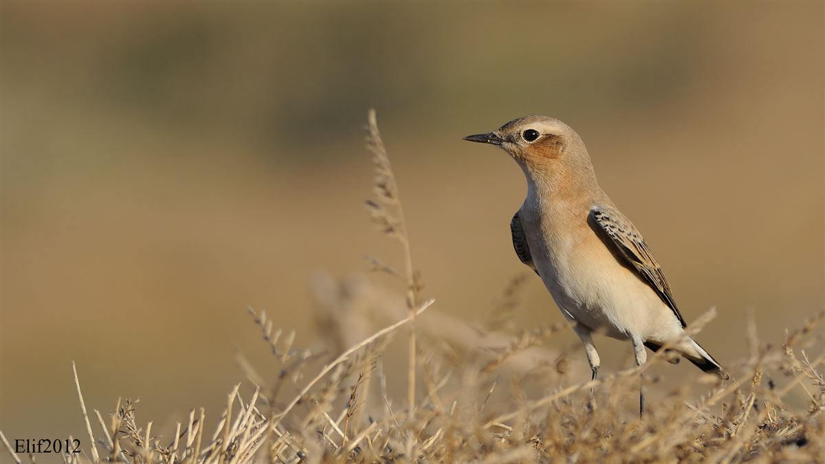 Northern Wheatear