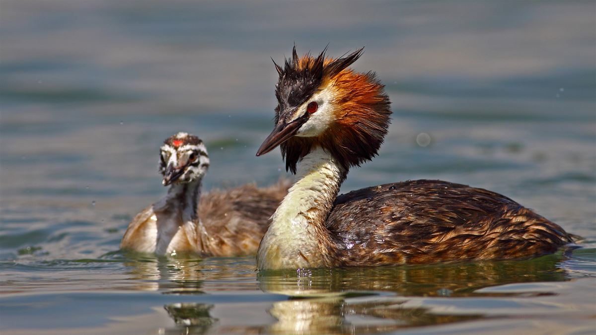 Great Crested Grebe