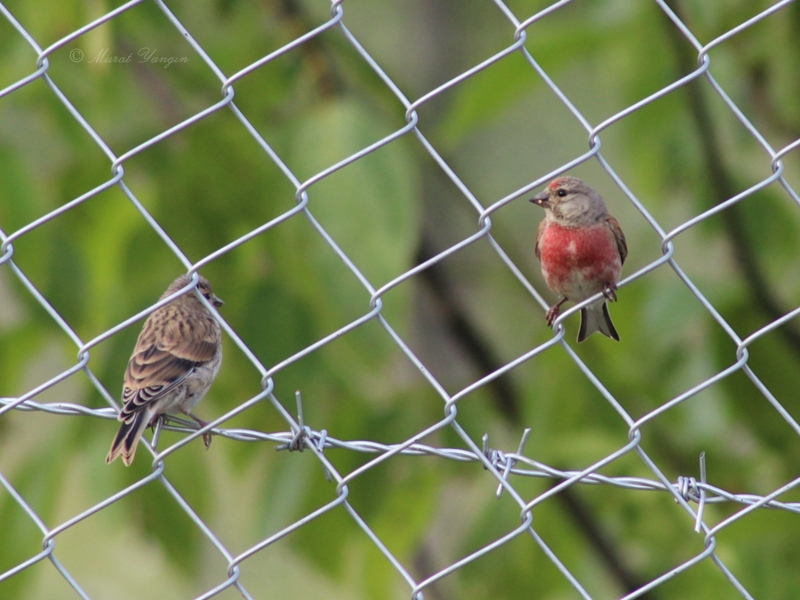 Common Linnet