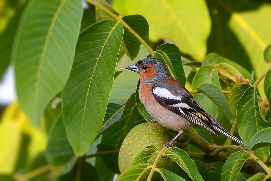 Common Chaffinch