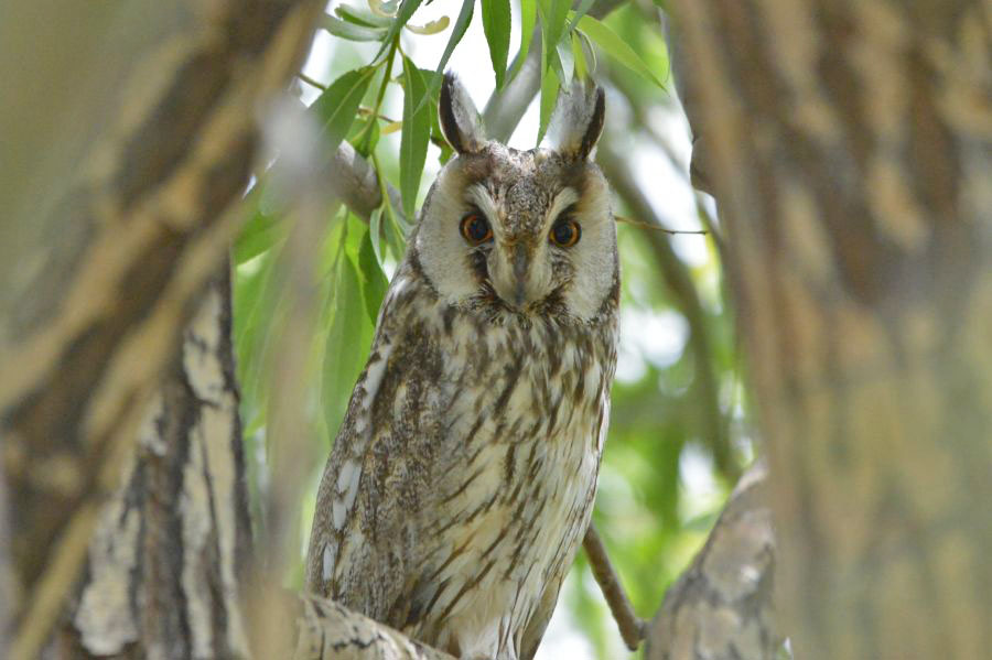 Long-eared Owl