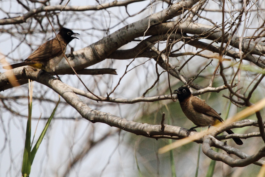 White-spectacled Bulbul