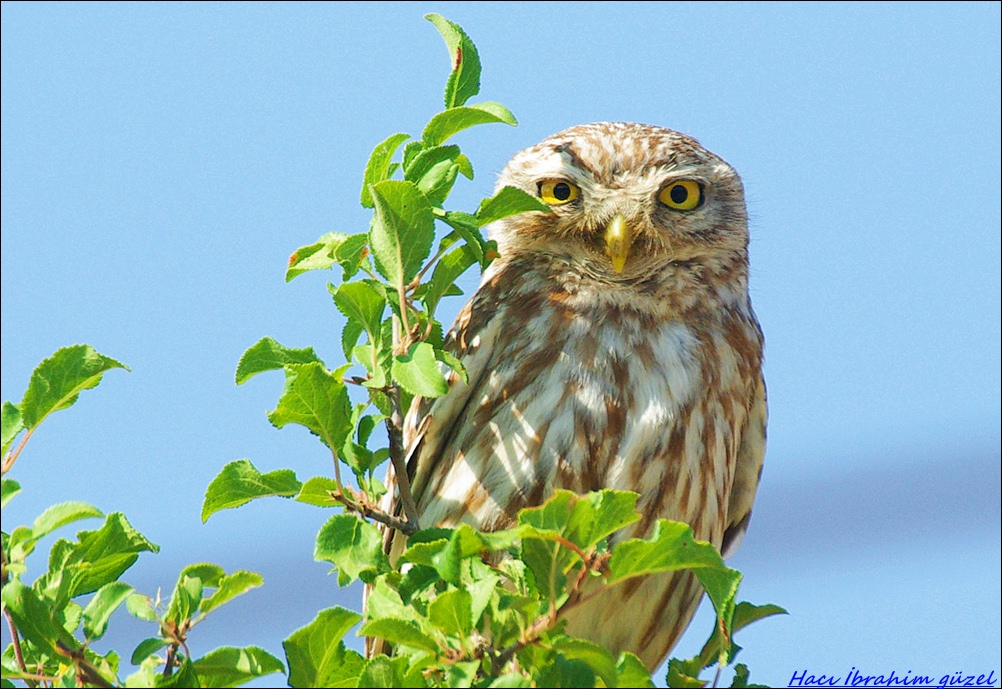 Little Owl