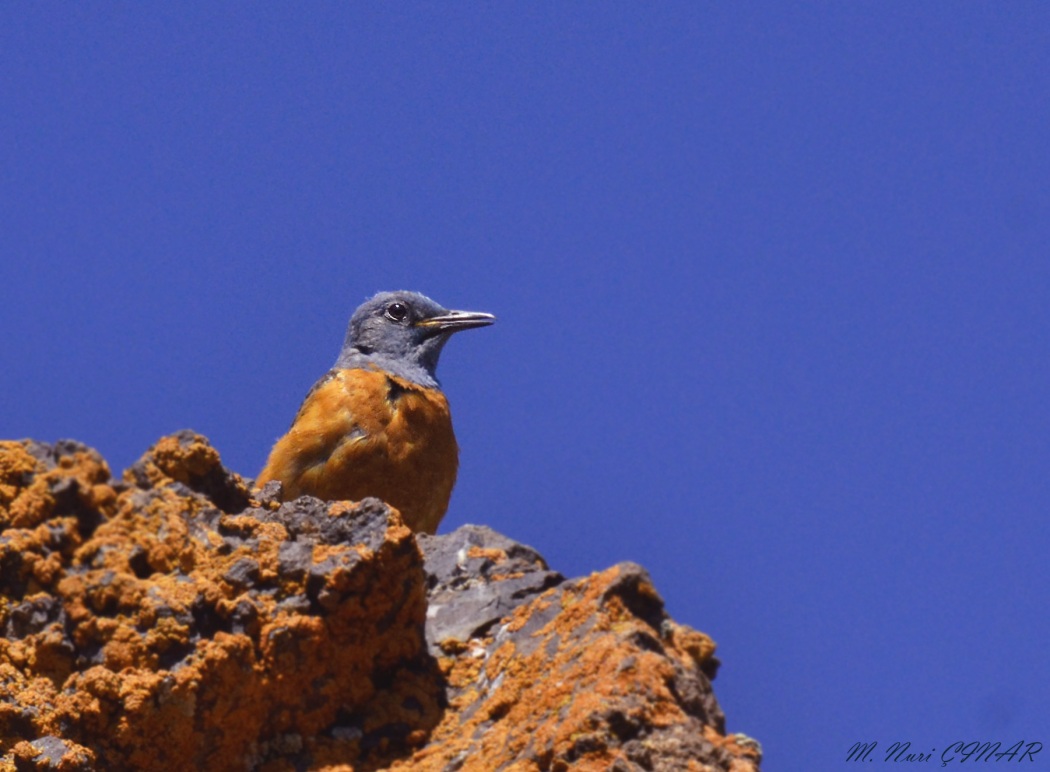 Common Rock Thrush