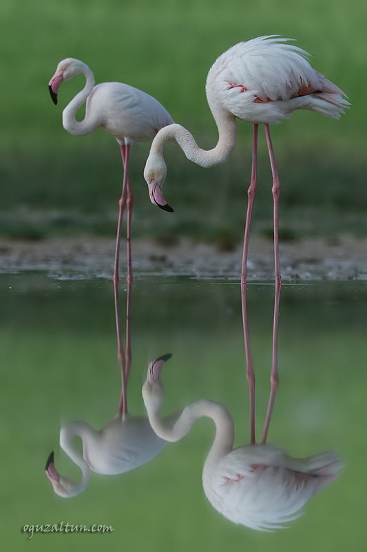 Greater Flamingo
