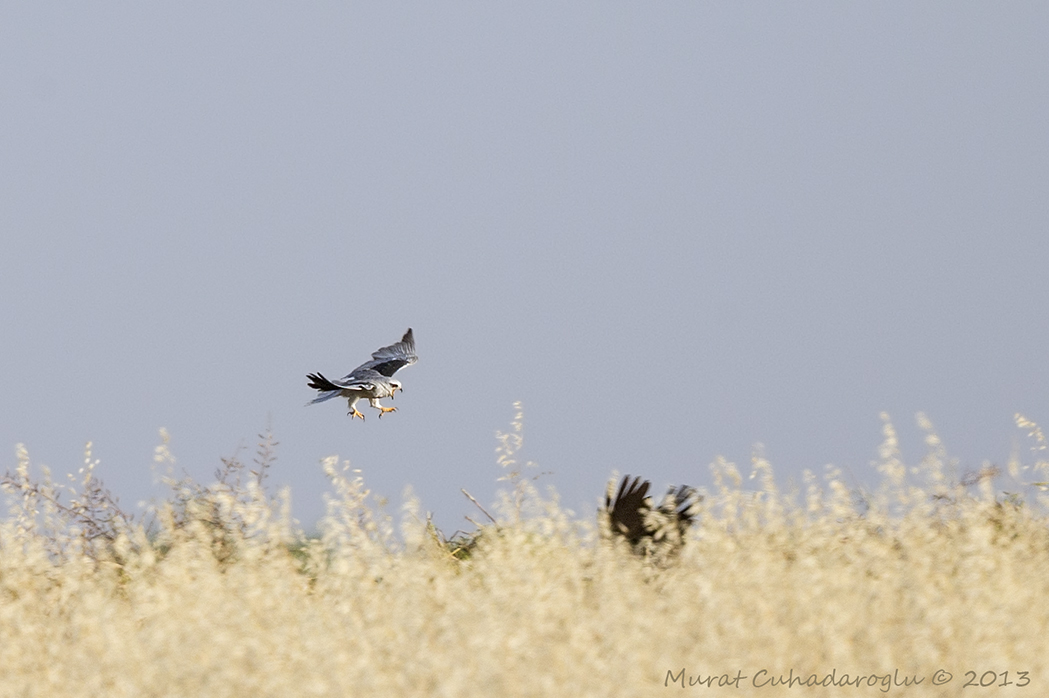 Black-winged Kite