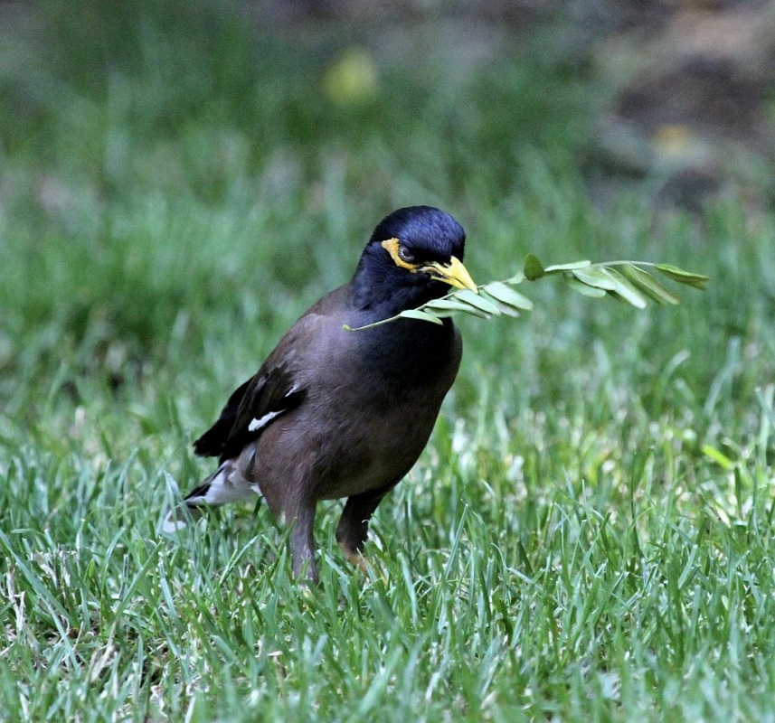 Common Myna