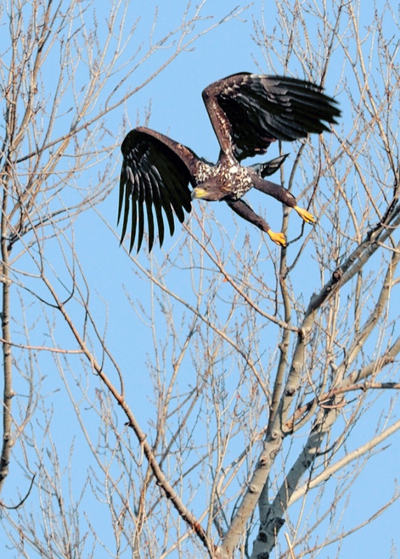 White-tailed Eagle