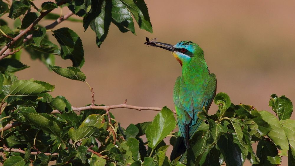 Blue-cheeked Bee-eater