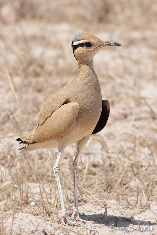 Cream-colored Courser