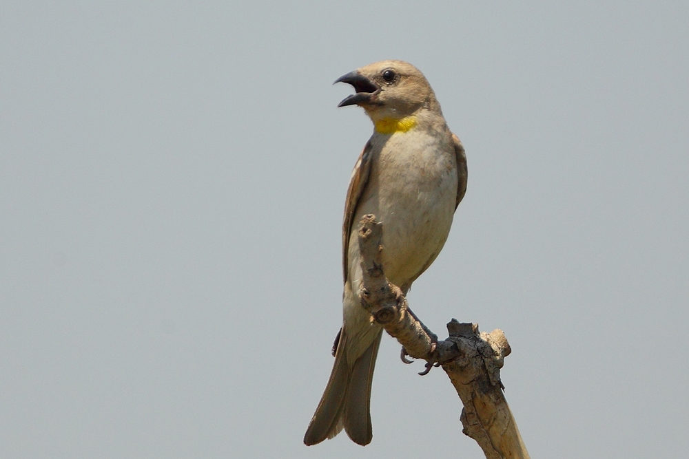 Yellow-throated Sparrow