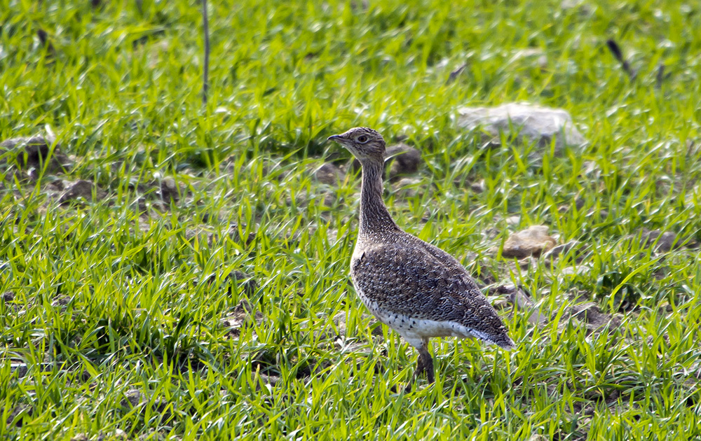 Little Bustard