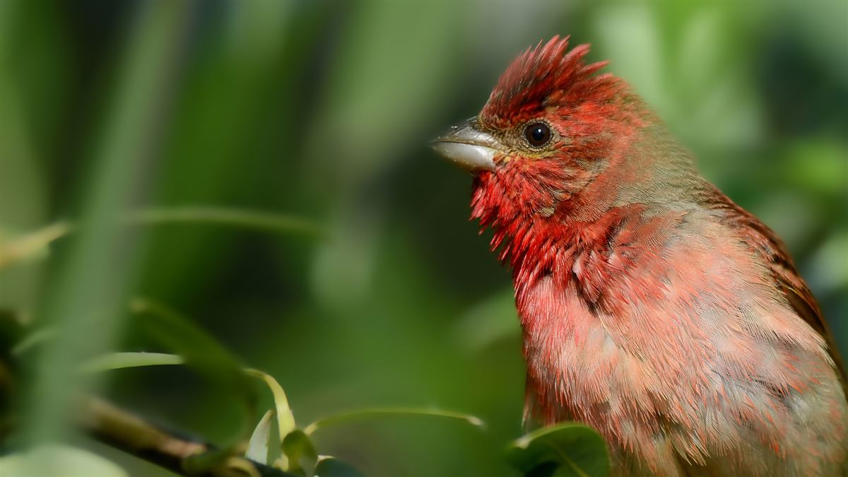 Common Rosefinch