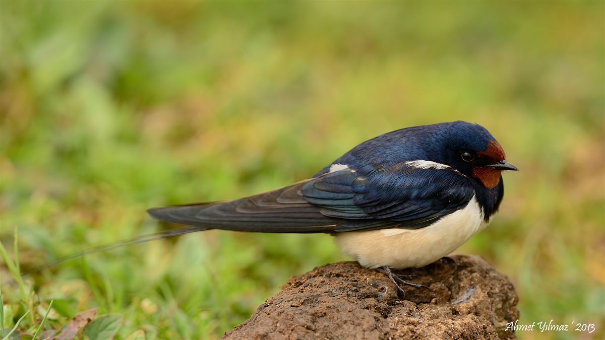 Barn Swallow