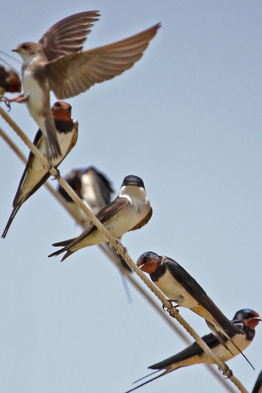 Western House Martin