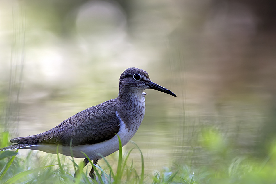Common Sandpiper