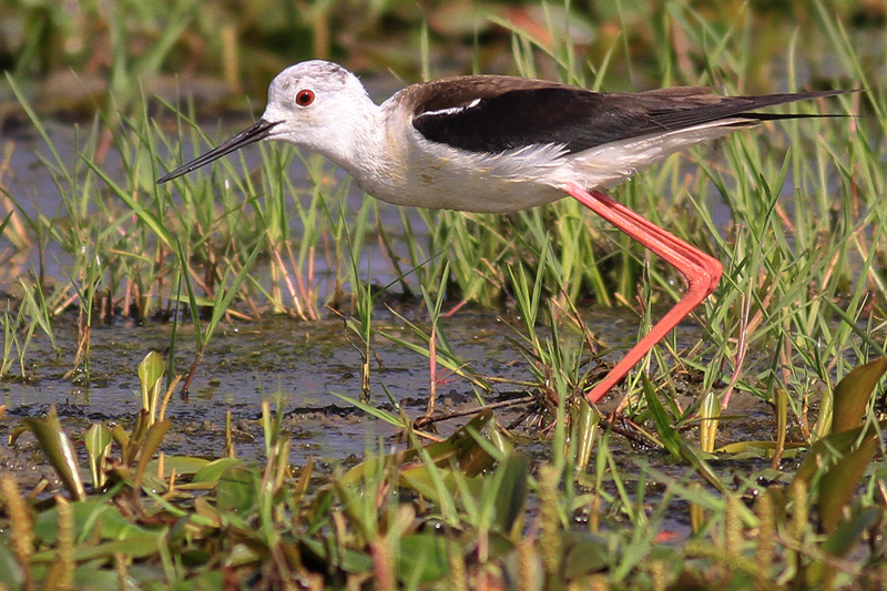 Black-winged Stilt