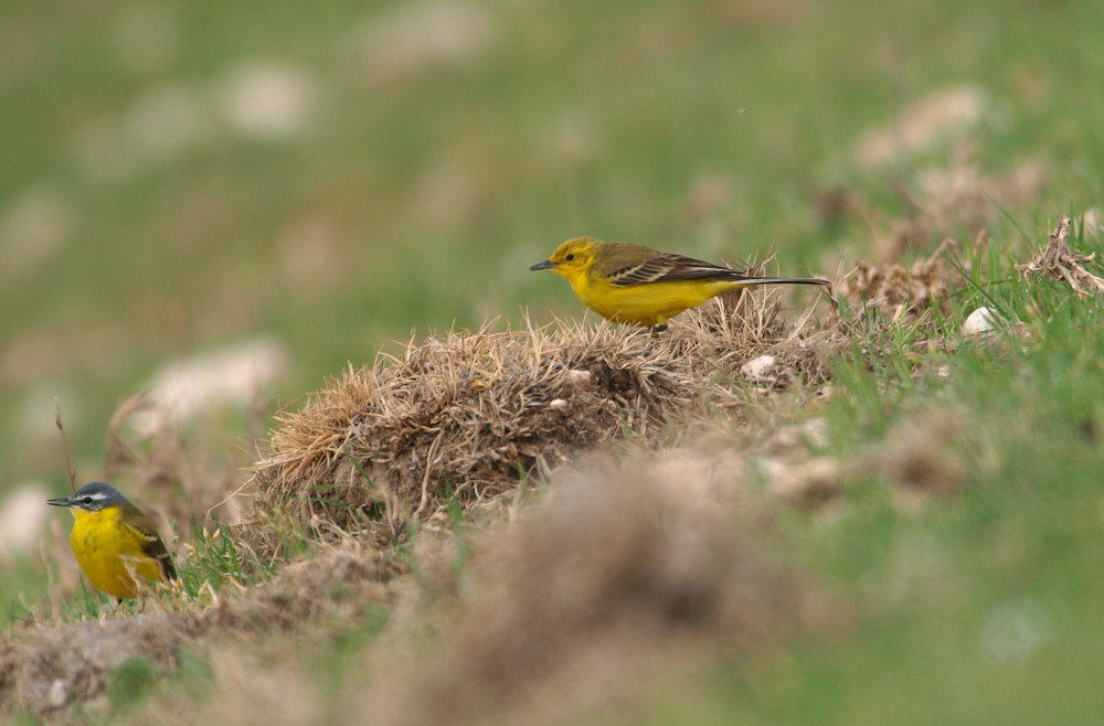 Western Yellow Wagtail