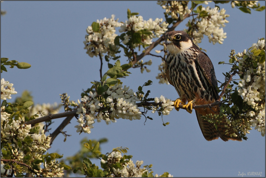 Eurasian Hobby