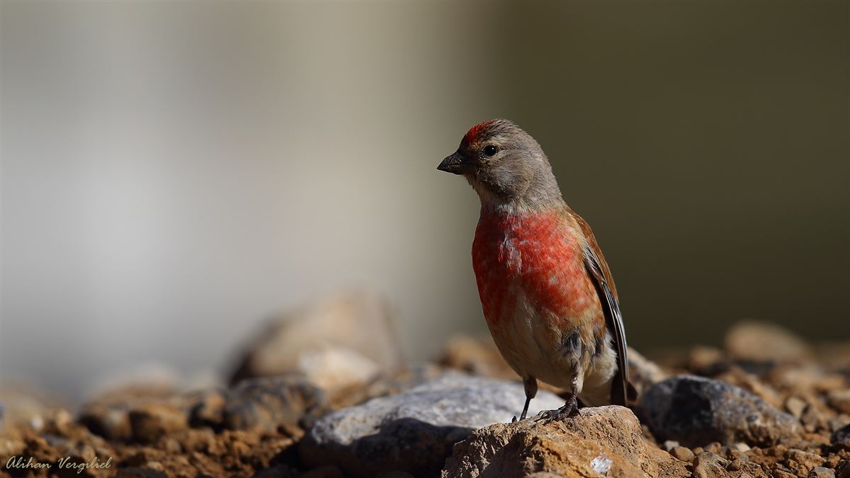 Common Linnet