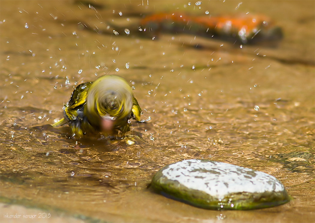 European Greenfinch