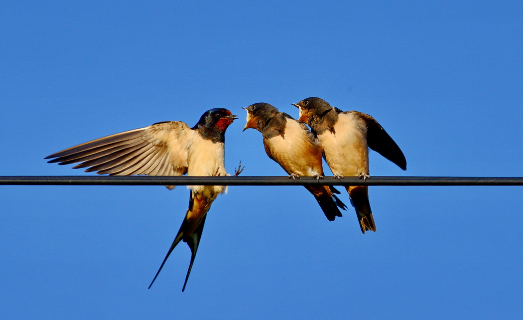Barn Swallow